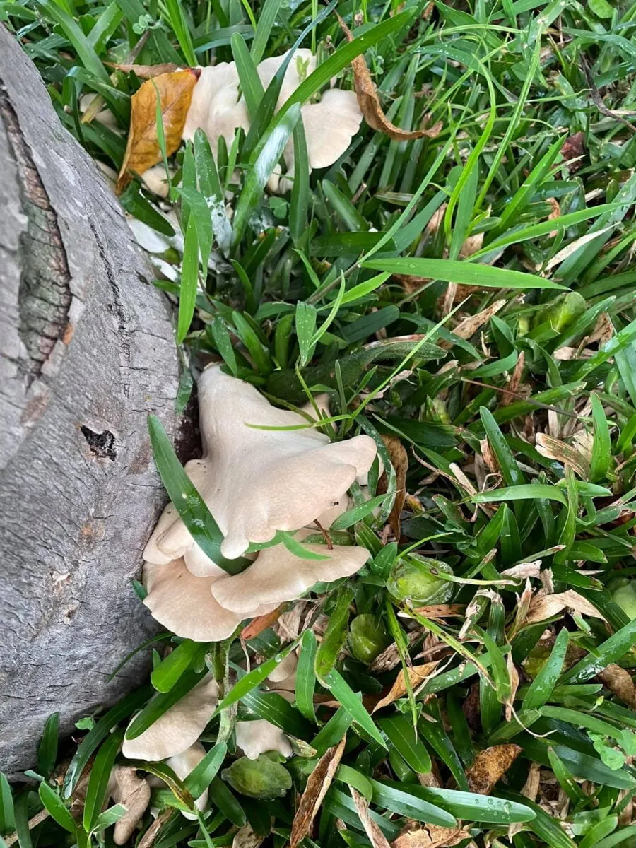 Première récolte de champignons péi au Domaine des Boucaniers