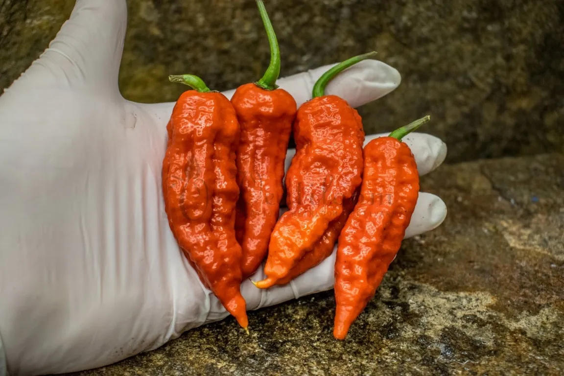 Les Piments Les “plus Forts Du Monde” Vendus En Bocaux Par Le Olivier Payet Gastronomic 